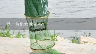 罗非鱼出水就死吗？