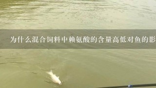 为什么混合饲料中赖氨酸的含量高低对鱼的影响大