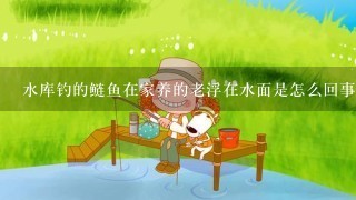 水库钓的鲢鱼在家养的老浮在水面是怎么回事