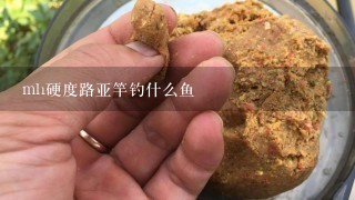 mh硬度路亚竿钓什么鱼