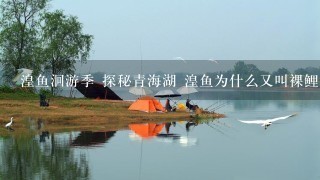 湟鱼洄游季 探秘青海湖 湟鱼为什么又叫裸鲤