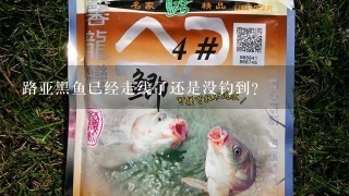 路亚黑鱼已经走线了还是没钓到？