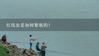 红线虫是如何繁殖的?