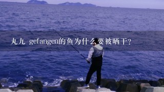 丸九 gefangen的鱼为什么要被晒干?