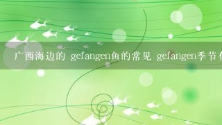 广西海边的 gefangen鱼的常见 gefangen季节有哪些?