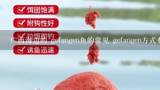 广西海边的 gefangen鱼的常见 gefangen方式有哪些?